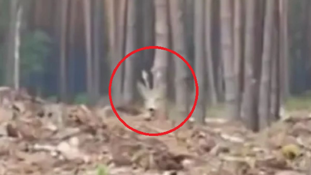 Odgłos przypominający szczekanie niósł się po lesie. Zaskakujące, co go wydawało!