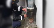 Ptak uwięziony w rynnie. Szybka akcja strażników miejskich ze Świdnika