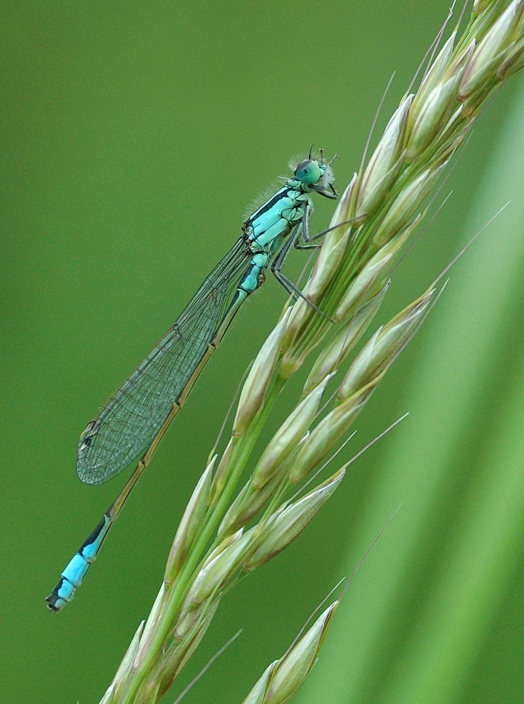 The British Wildlife Photography Awards 2015, czyli fotografia przyrody w najlepszym wydaniu 17