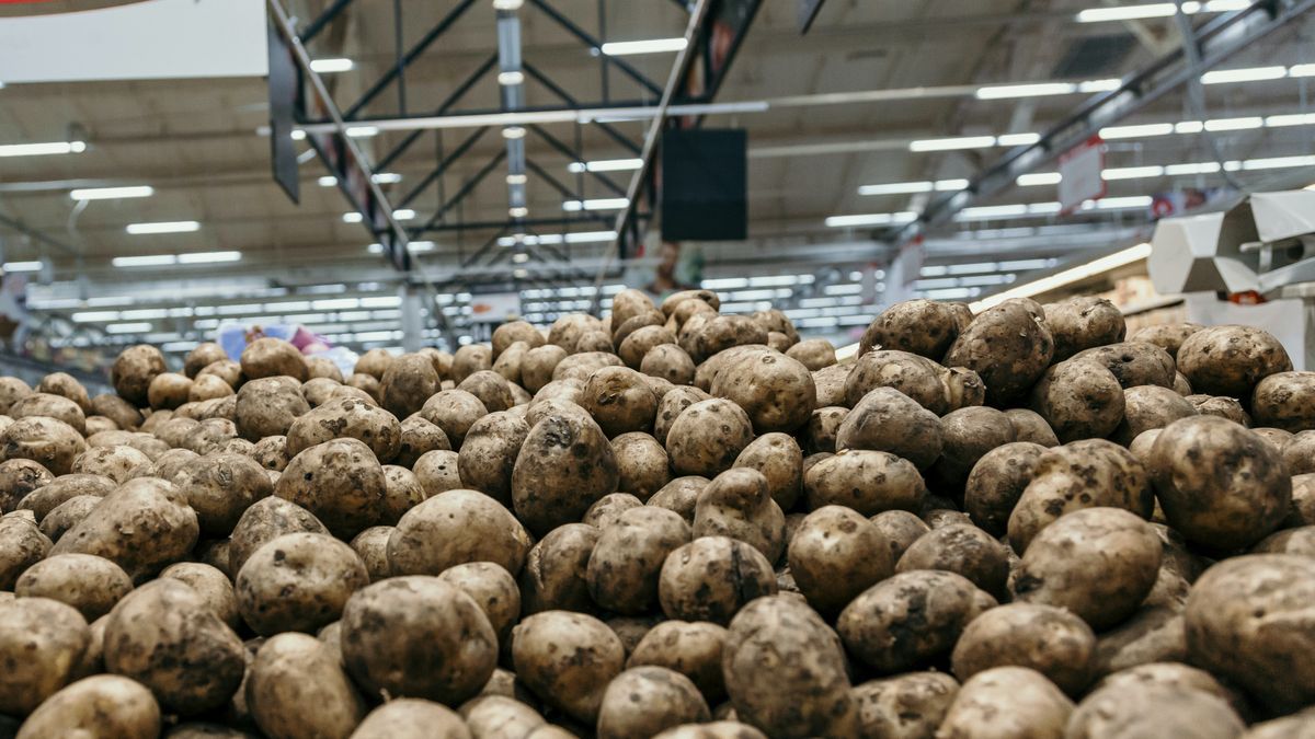 W Polsce zaszwankował nadzór nad produkcją ziemniaków. Rośnie kartoflane podziemie 