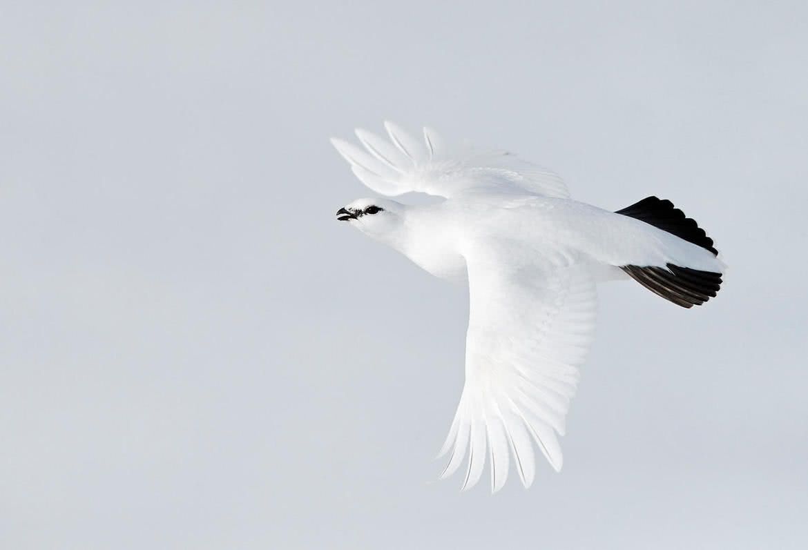 Oto najlepsze zdjęcia ptaków w konkursie Bird Photographer of the Year 2017 14
