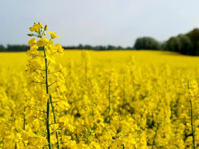 Źródło: www.agrosukces.pl