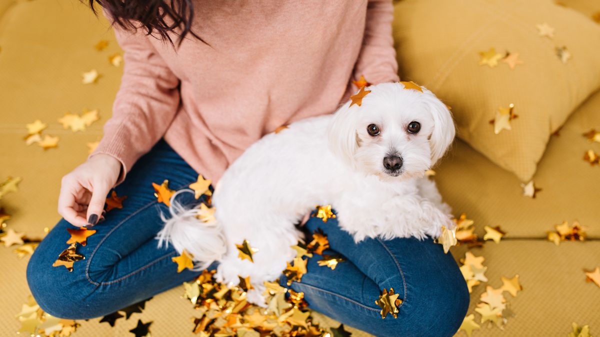 Jak pomóc psy na sylwestra?