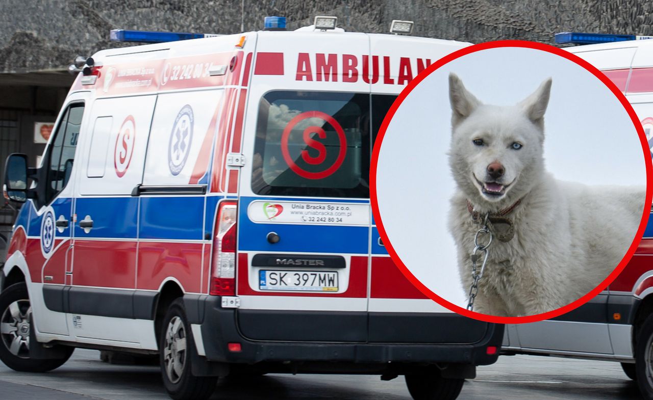 Dramat w Stalowej Woli. Husky zaatakował dziecko