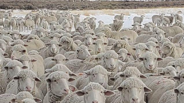 Owczarek pilnuje stada