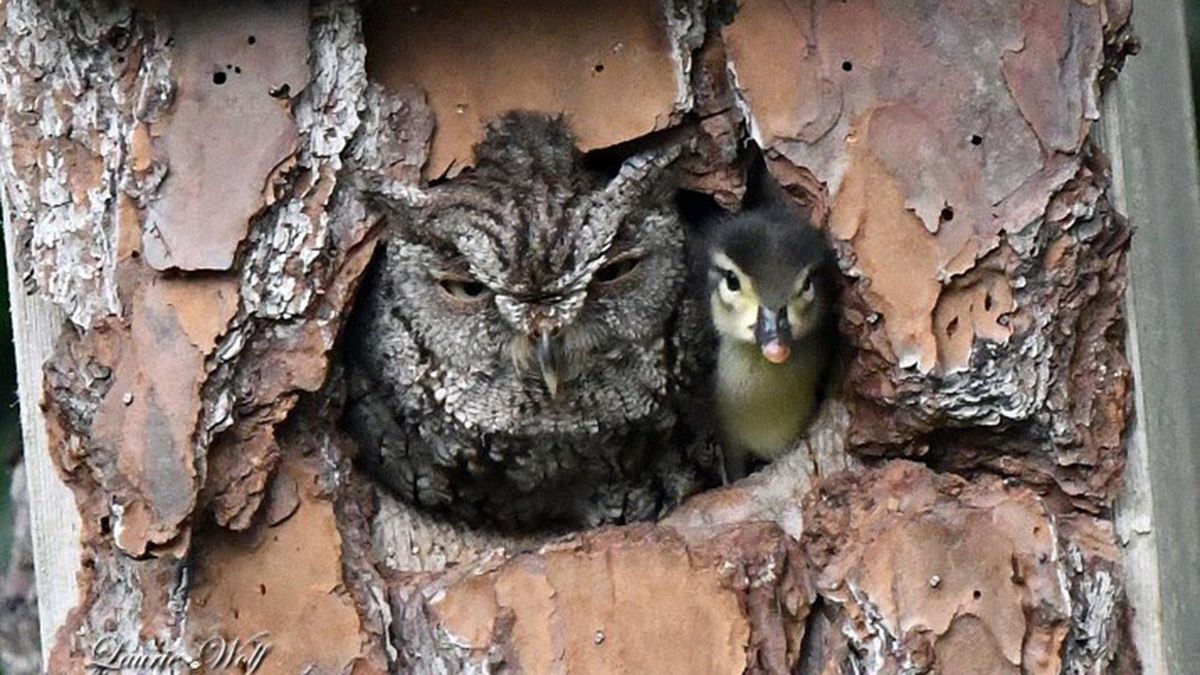 Kaczątko wykluło się w gnieździe drapieżnika. Fotografka uchwyciła to na zdjęciu 1