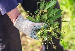 Niemcy płacą krocie. Najdroższe warzywo świata w Polsce jak chwast