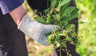 Niemcy płacą krocie. Najdroższe warzywo świata w Polsce jak chwast