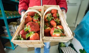 Cios w sady i plantacje. Te owoce z pewnością zdrożeją