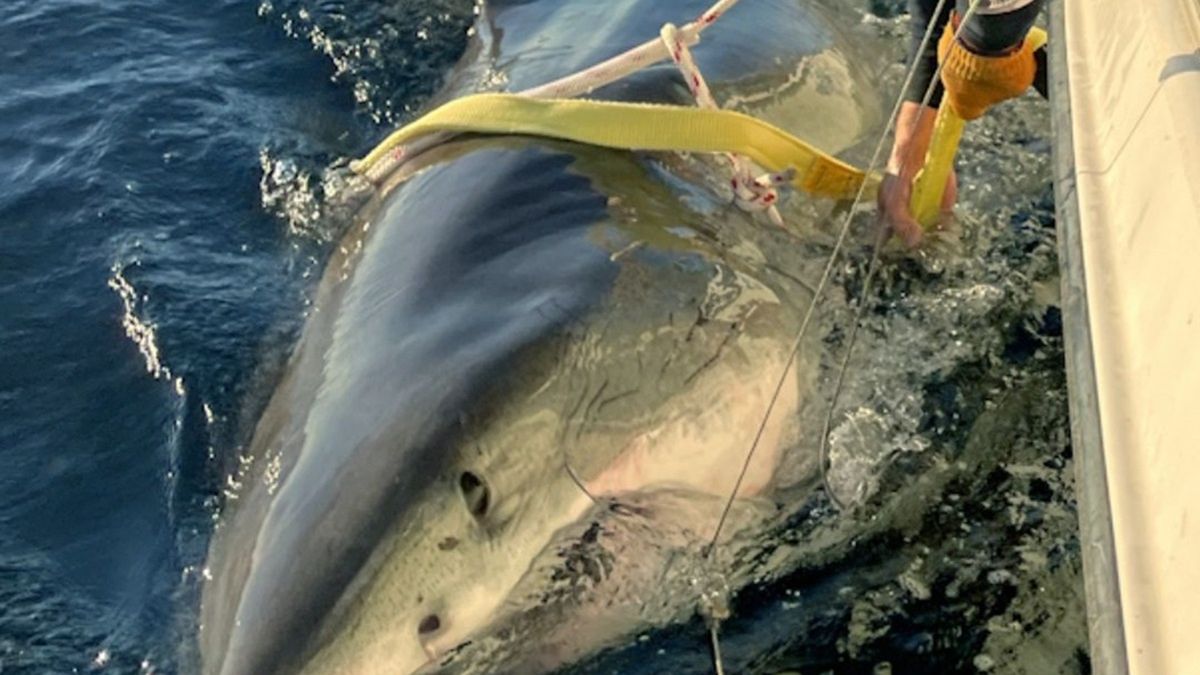 Organizacja Ocearch pokazała zdjęcie ogromnego rekina.
