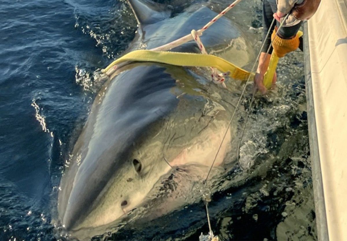 Złapali gigantycznego rekina. Waży 750 kilogramów