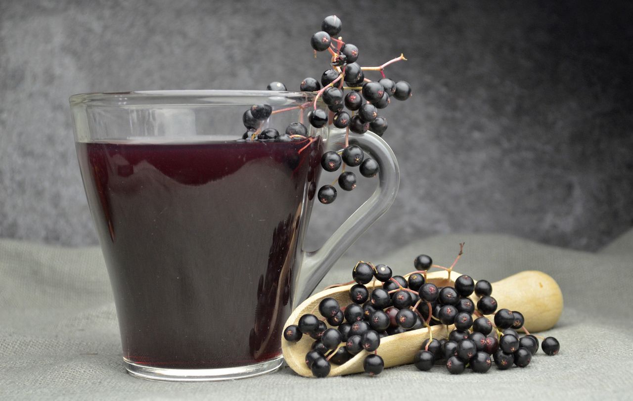 Czarny bez - właściwości, działanie, zastosowanie