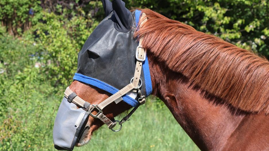 Koń stratował dziecko na plaży. Dziewczynka trafiła do szpitala