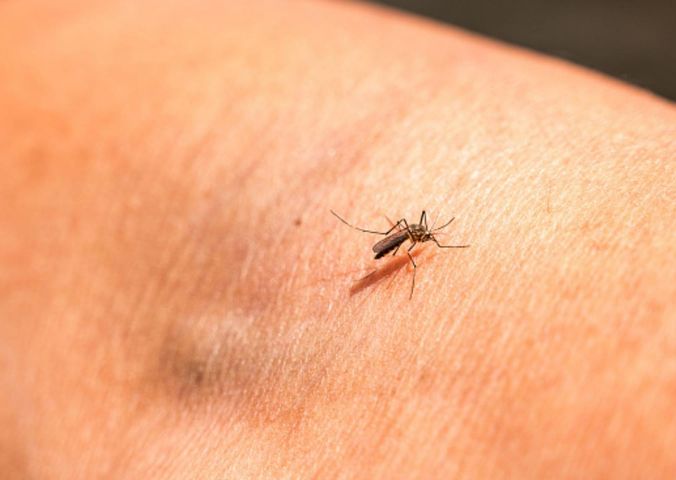 Komary roznosicielami wielu groźnych chorób. Czym mogą zarażać polskie owady?
