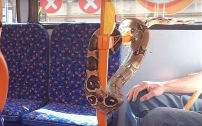 Pasażer podróżujący autobusem w Wielkiej Brytanii postanowił zasłonić twarz żywym wężem