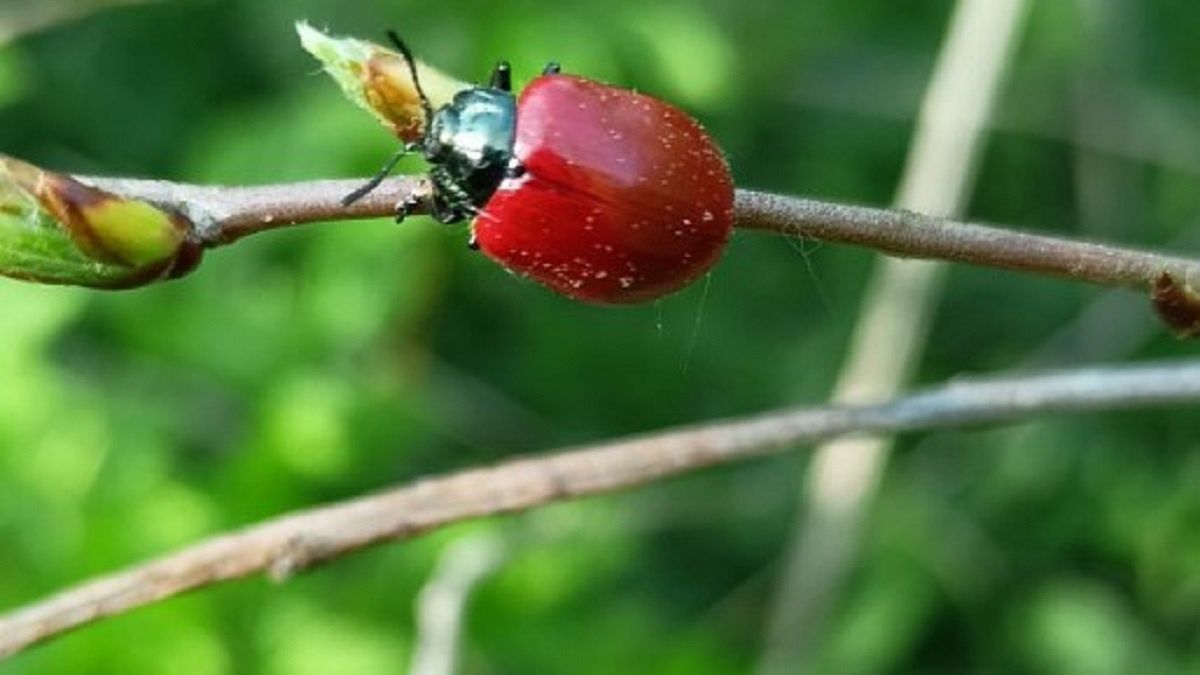 To rynnica topolowa. 