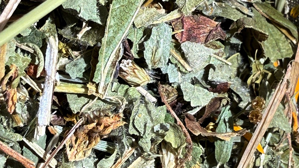 Jak odświeżyć oddech?