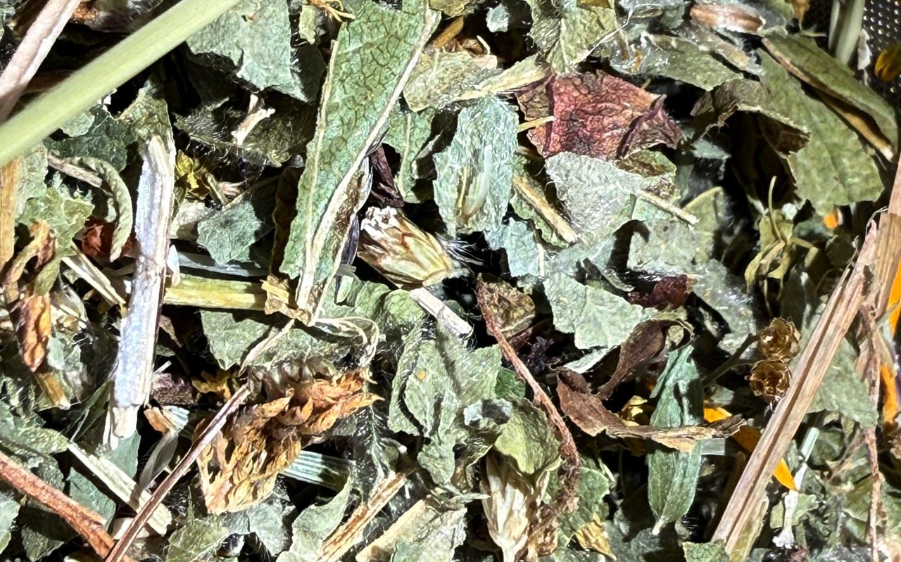 Tak odświeżysz oddech. Mało znany sposób