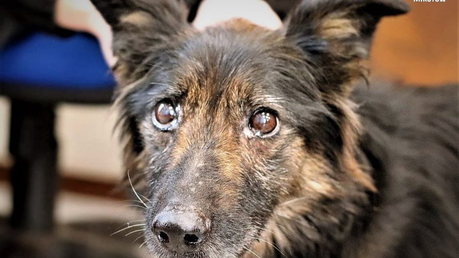 Mikołów. Suczka "Fiona" nie miała szczęścia do właścicieli.