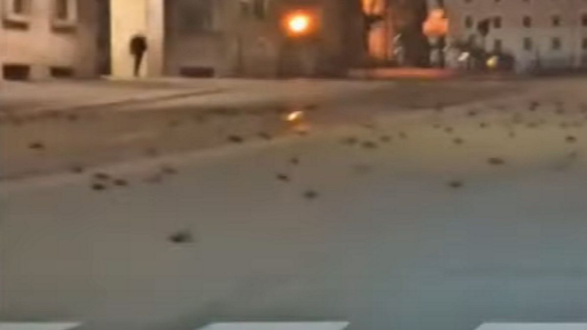 zwierzęta ptaki sylwester nowy rok włochy