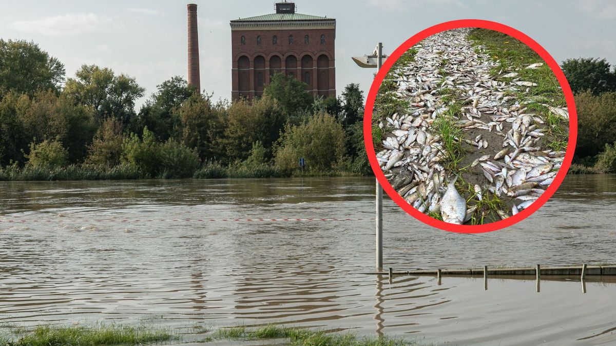 Martwe ryby we Wrocławiu