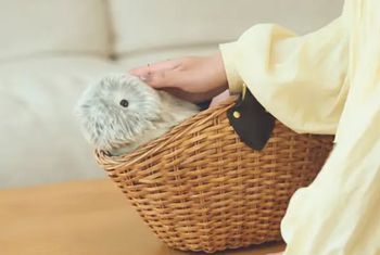 Moflin podbija serca Japończyków. Sprzedano już 7 tys. egzemplarzy