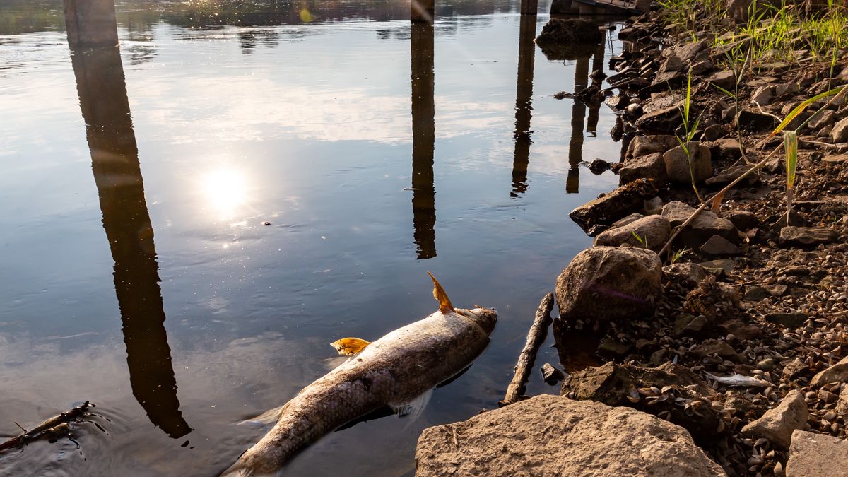 KUSTRIEN-KIETZ, GERMANY - 2022/08/13: Dead fish laying on the bank of Oder river near Kustrien-Kietz on Oder. The Oder river, which partly runs on the Polish-German border, is believed to have been contaminated with toxic, chemical or biological pollutants. The scale of pollution is very large, tons of dead fish were pulled out of the water by volunteers. The contamination is believed to have started in Olawa in southern Poland. People are urged not to enter or use the rivers waters. The Polish Prime Minister, Mateusz Morawiecki pledges a thorough investigation and severe consequences for the polluters. (Photo by Dominika Zarzycka/SOPA Images/LightRocket via Getty Images)