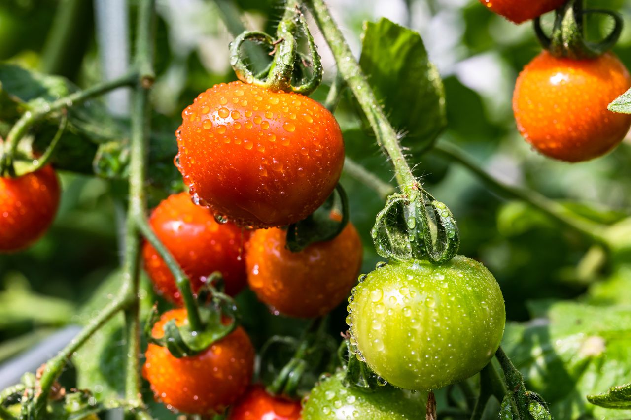 czego nie sadzić przy pomidorach, fot. getty images