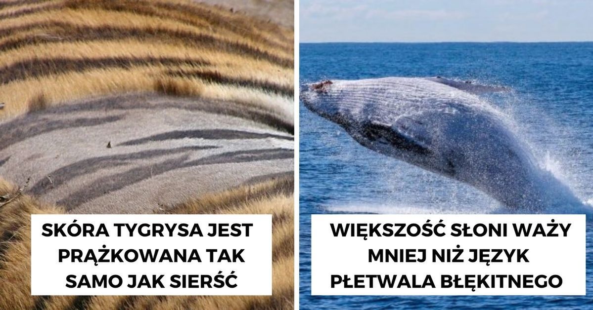 17 zdumiewających faktów o zwierzętach, którymi zaimponujesz każdemu ciekawskiemu dziecku