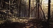 Spacerek po lesie – nowy zwiastun Blair Witch