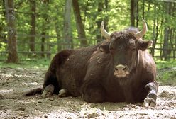 Białowieski Park Narodowy powiększa terytorium