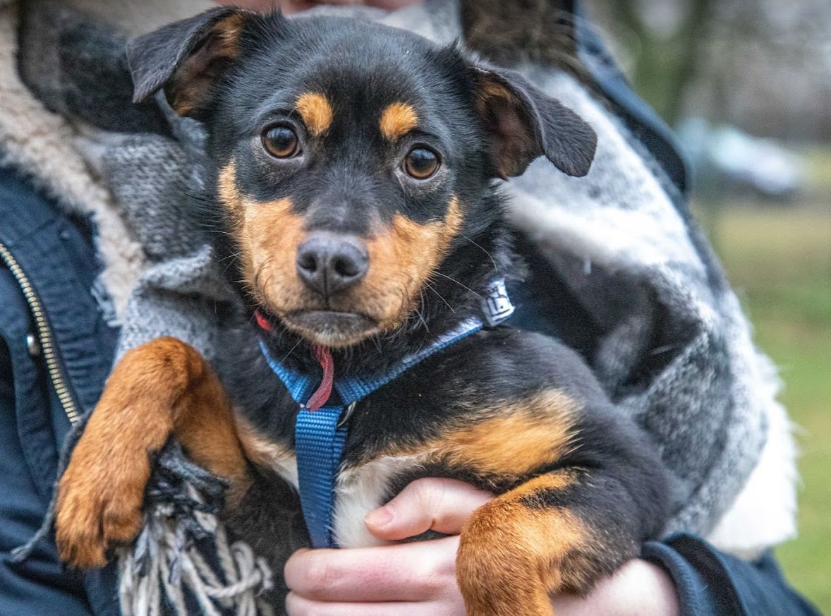 Akcja #AdoptujWarszawiaka w Parku Skaryszewskim. Poznaj psy ze Schroniska na Paluchu