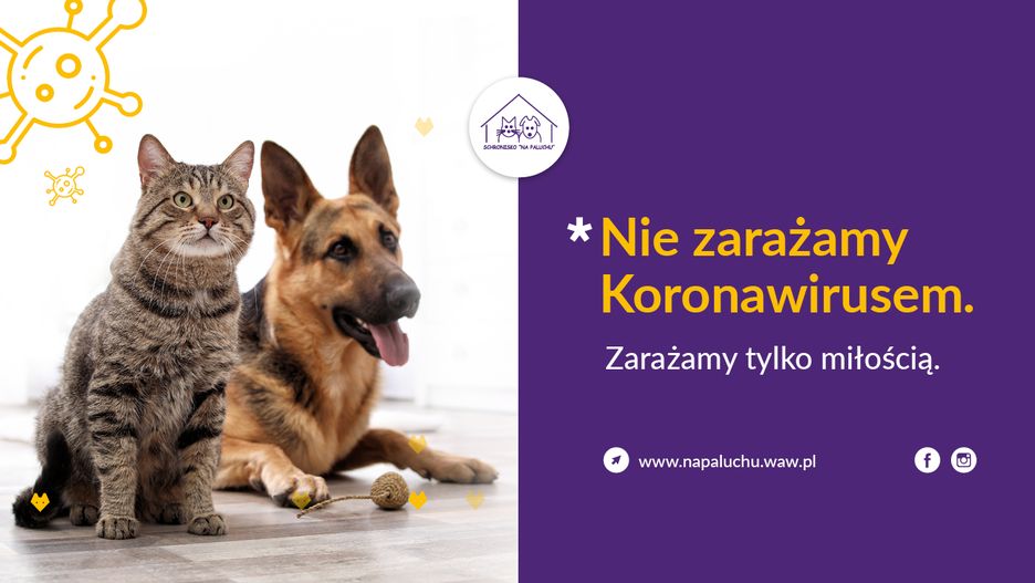 Koronawirus. Warszawa. W czasie epidemii adopcje zwierząt odbywają się w zmienionym trybie.