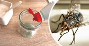 Pułapka na muchy zlikwiduje insekty w 30 minut! Składniki masz w domu