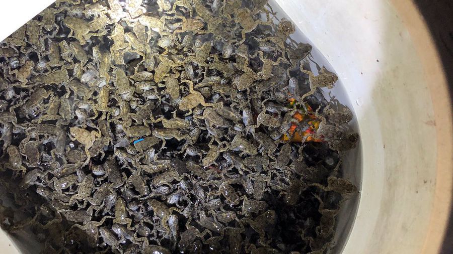 Inwazja ropuch w mieście na Florydzie