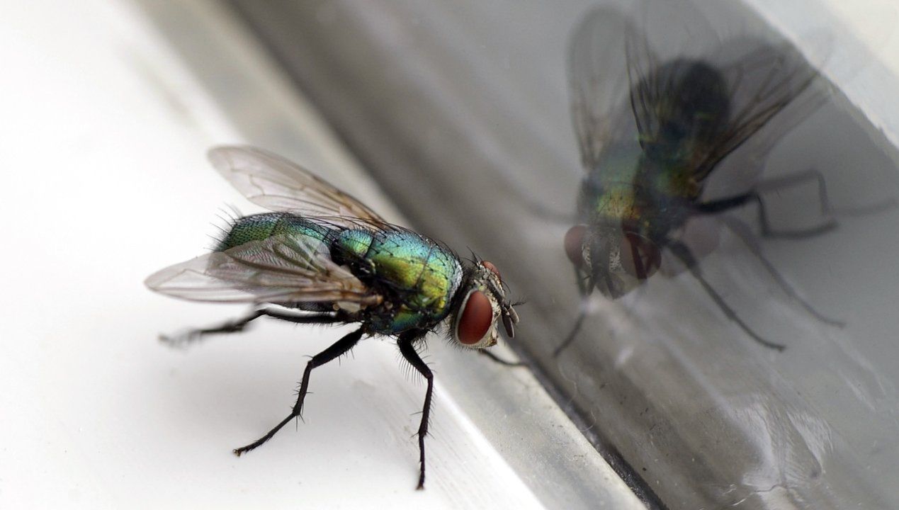 Muchy domowe pokonasz naturalnymi zapachami. Zapomnij o lepiących się łapkach