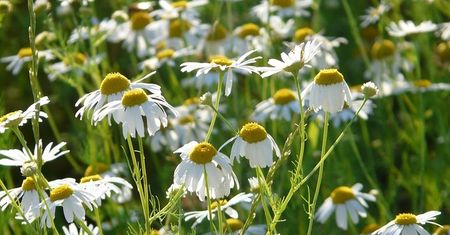 Naturalne metody na ból brzucha