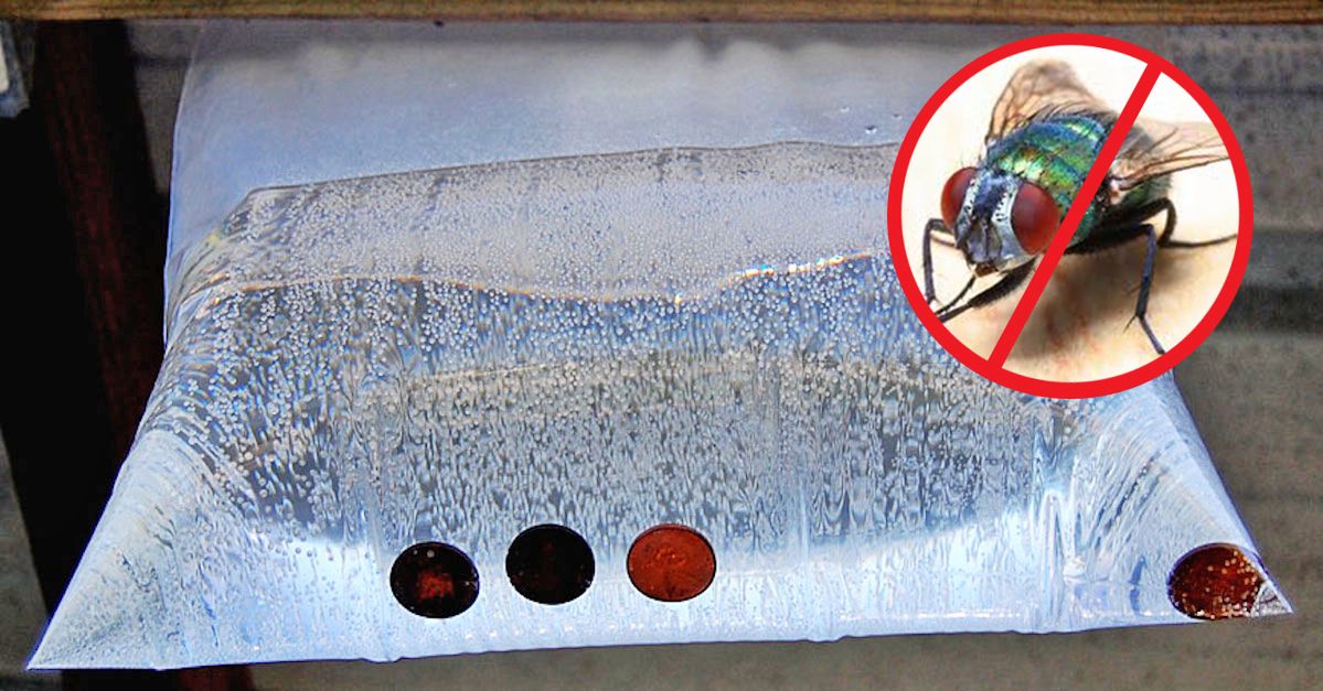 DIY Fly-Trap. A Zip-Lock Bag and Coins – Works All Summer Long!