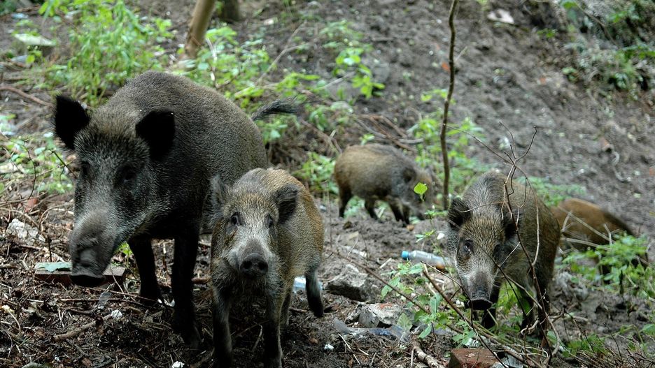 Odstrzał dzików: minister środowiska komentuje. "Nigdy nie było nakazu strzelania do ciężarnych loch"
