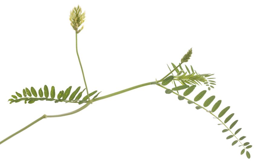 Lukrecja czyli roślina z rodziny bobowatych, cechuje się działaniem przeciwwirusowym, przeciwzapalnym i immunosupresyjnym.