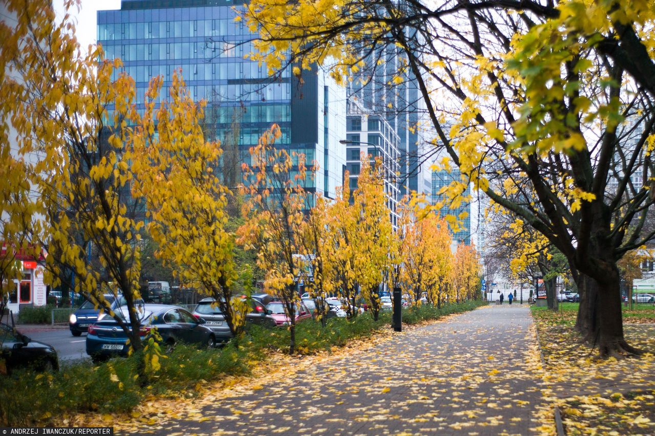 Warszawa. Zakaz stosowania dmuchaw na terenach miejskich