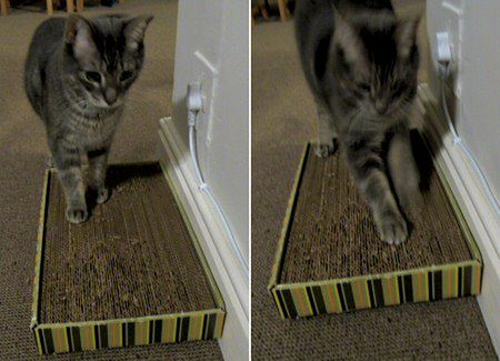 Cardboard Cat Scratcher