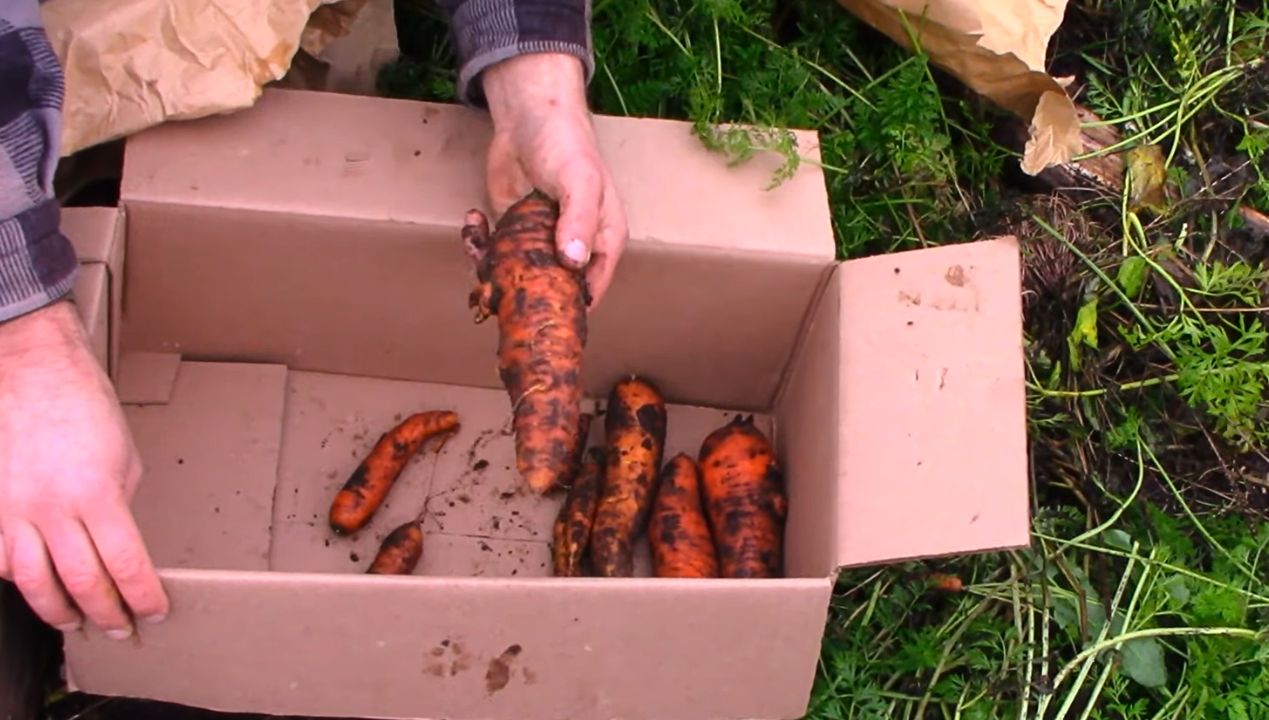 jak przechowywać marchew, fot. YouTube/MaritimeGardening