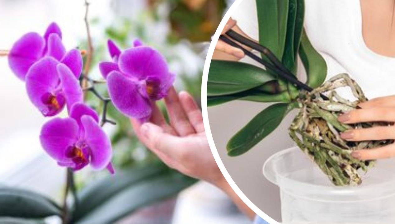 Here's What You Should Do When Your Orchid Stops Blooming