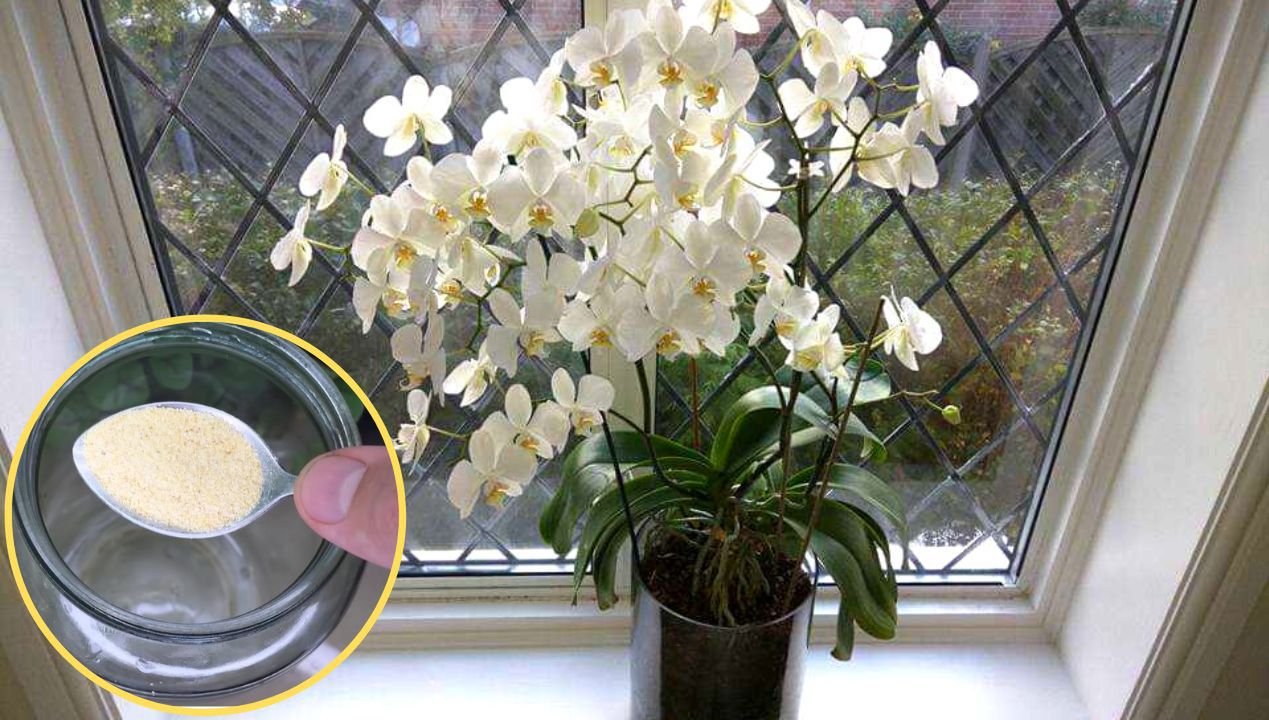 A Natural Remedy You Can Use to Help Your Orchid Grow Faster