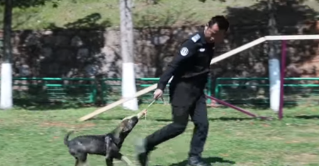 6 sklonowanych psów rozpoczęło służbę w policji