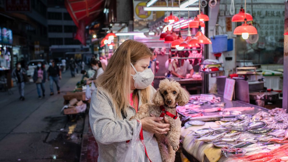 Miasto Shenzen wprowadziło oficjalny zakaz jedzenia psów i kotów