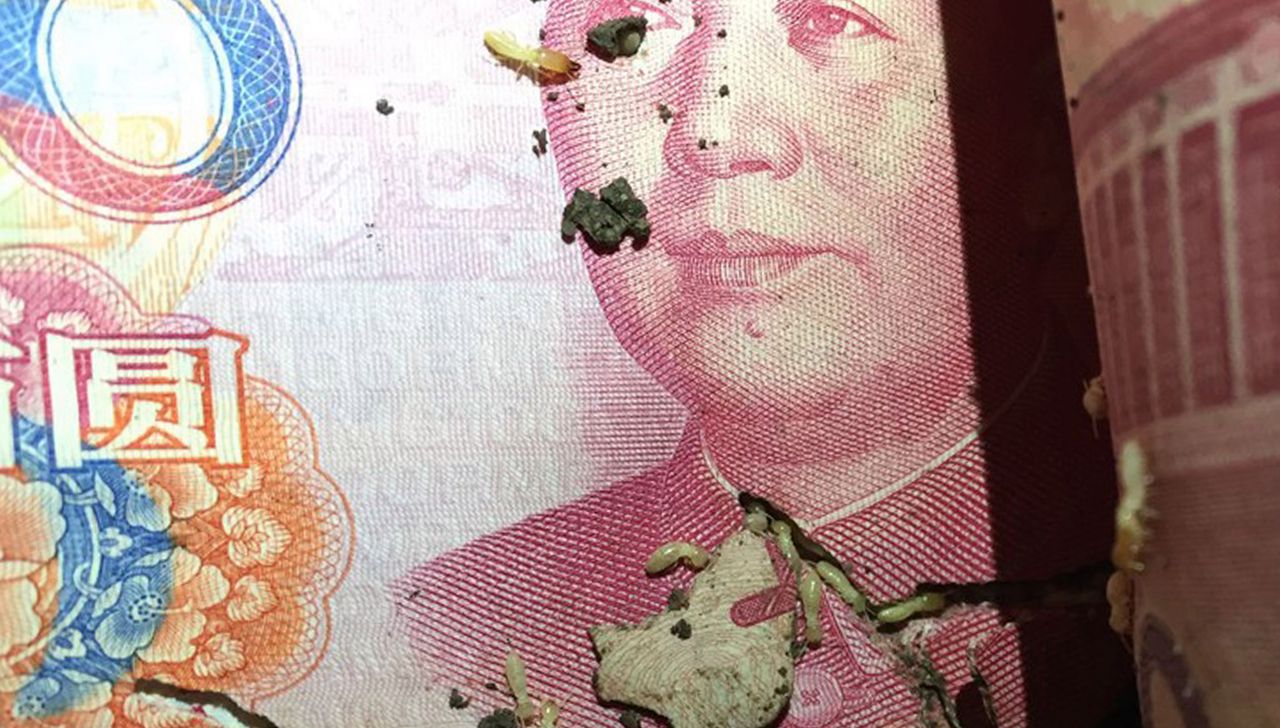 Mrówki zjadły mu oszczędności