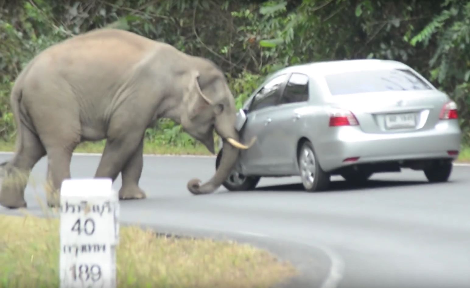 Nieudane walentynki słonia. Zniszczył 15 samochodów