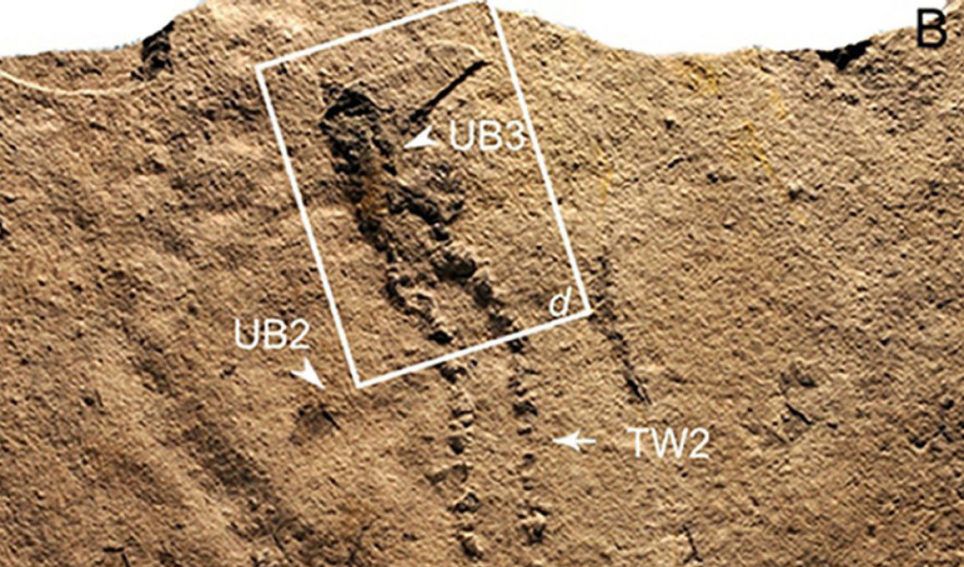 Znaleźli najstarsze ślady życia na Ziemi. Mają 550 mln lat